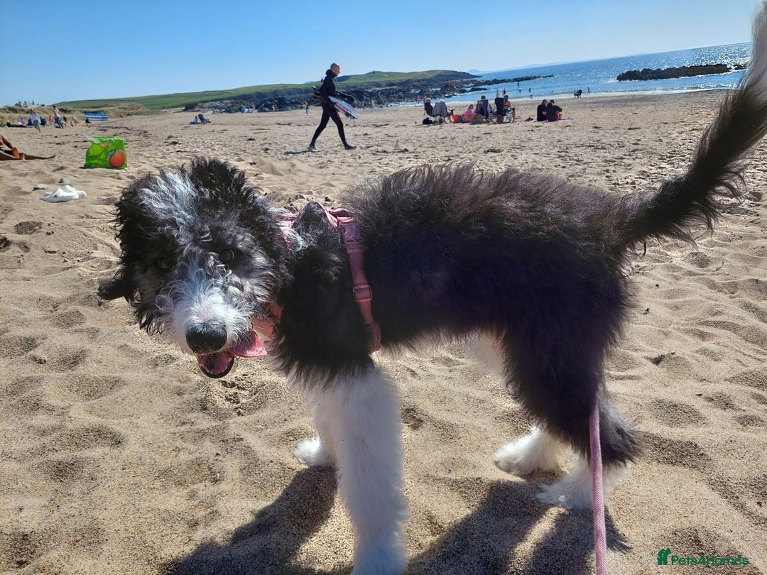 Bordoodle dogs for sale: Bordoodle Girl - Image 1