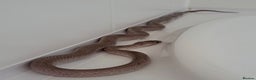 Corn Snake reptiles for sale: Corn snake with equipment  - Advert 3