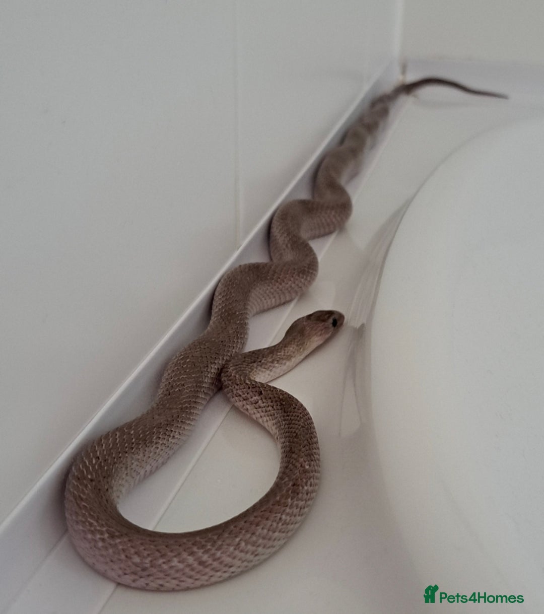 Corn Snake reptiles for sale: Corn snake with equipment  - Advert 3