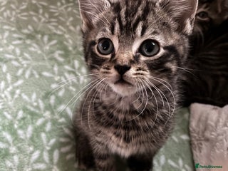 Domestic Shorthair cats Adorable kitten for sale - Advert 15