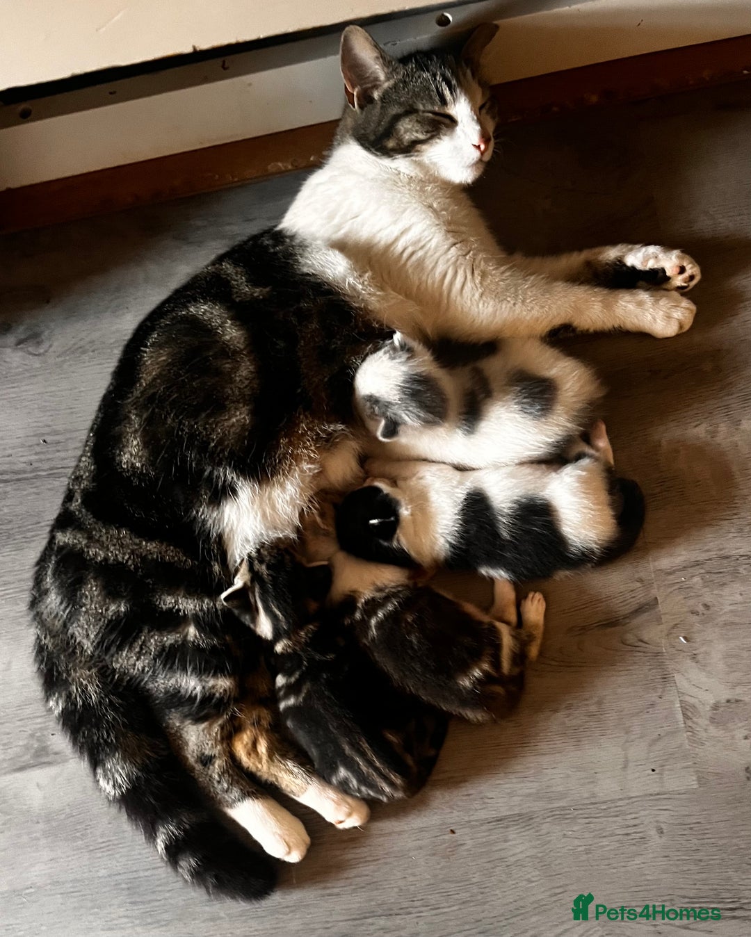 Domestic Shorthair cats for sale: 2 kittens looking for loving home  - Image 3