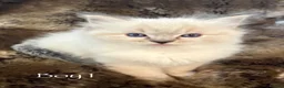 Ragdoll cats for sale: Outstanding GCCF Seal Lynx Ragdoll Kittens 🐾 - Advert 13