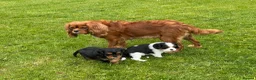 Cavalier King Charles Spaniel dogs for sale: Cavalier King Charles Spaniel Puppies - Advert 2