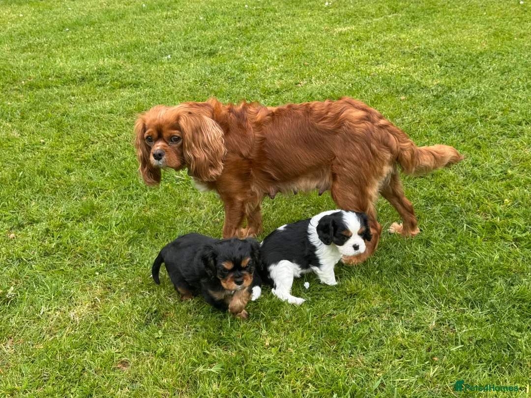 Cavalier King Charles Spaniel dogs for sale: Cavalier King Charles Spaniel Puppies - Advert 2