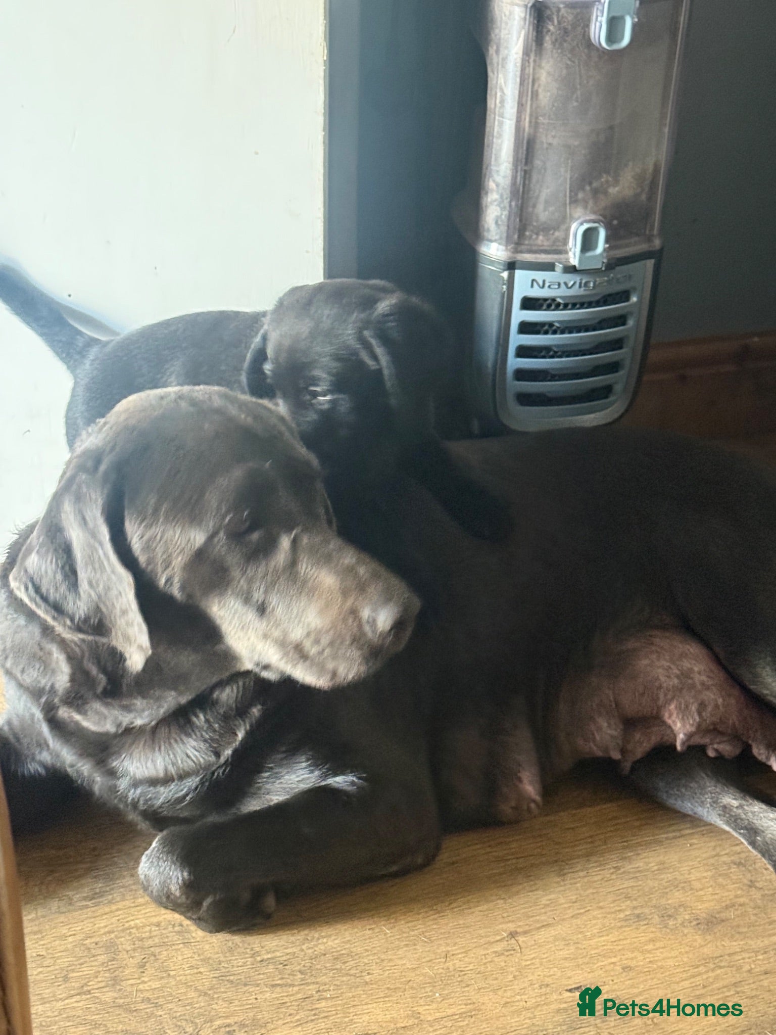Mixed Breed dogs Beautiful lab x Rottweiler pups 9 weeks old - Advert 3