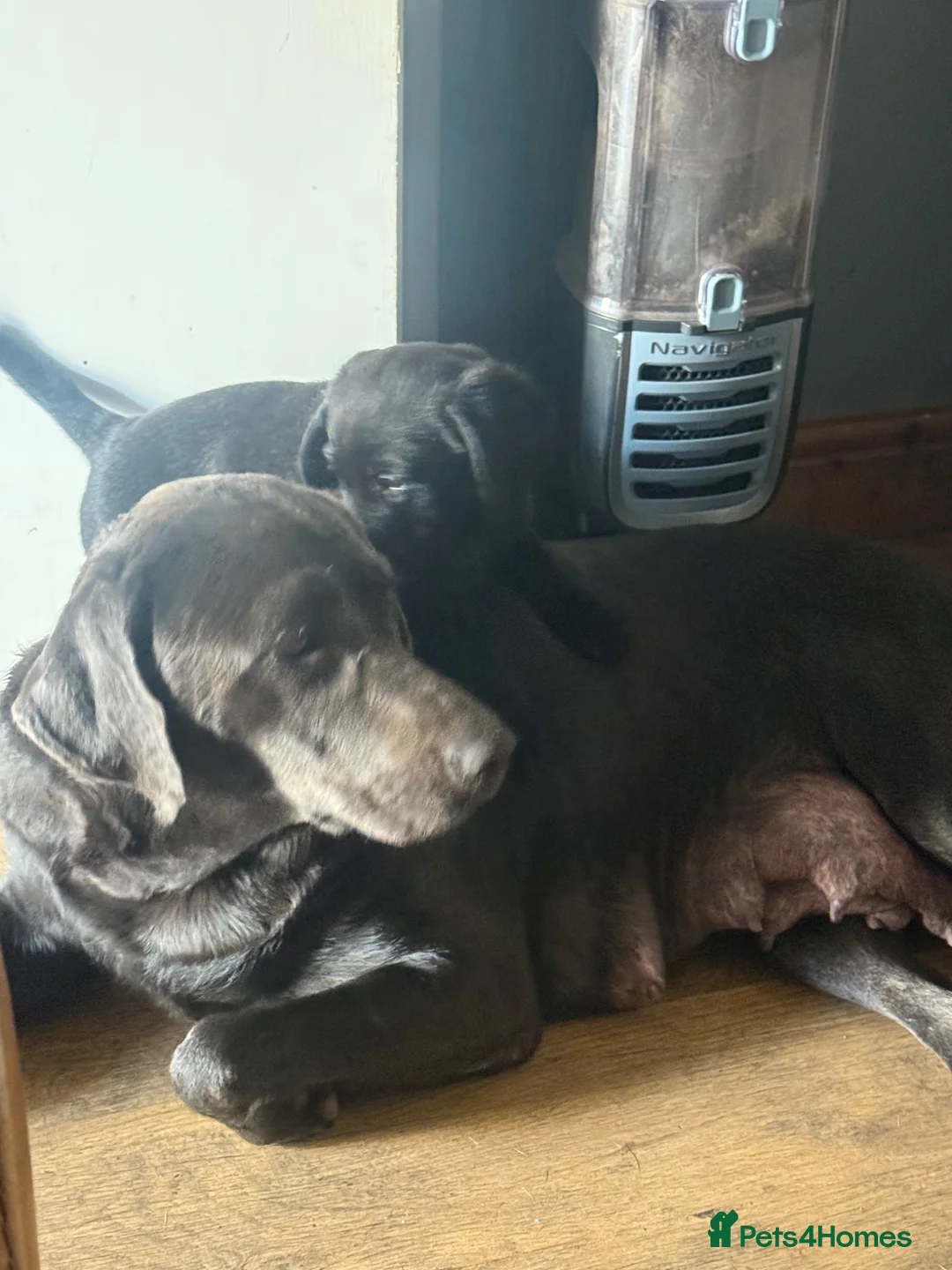 Mixed Breed dogs for sale: Beautiful lab x Rottweiler pups 9 weeks old in Scunthorpe - Advert 1