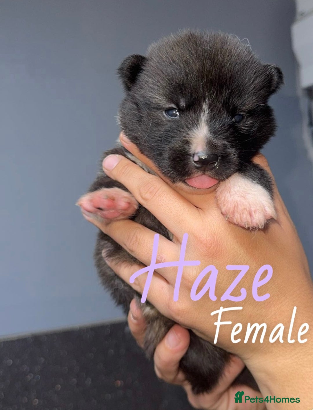Akita dogs for sale: Akita pups  - Image 5