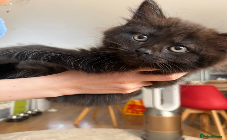 Mixed Breed cats - Advert 14