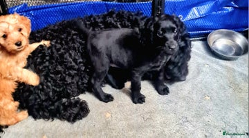 Cockapoo dogs 🐶🐾Tiny F2 cockapoo puppies🐶🐾 - Advert 8