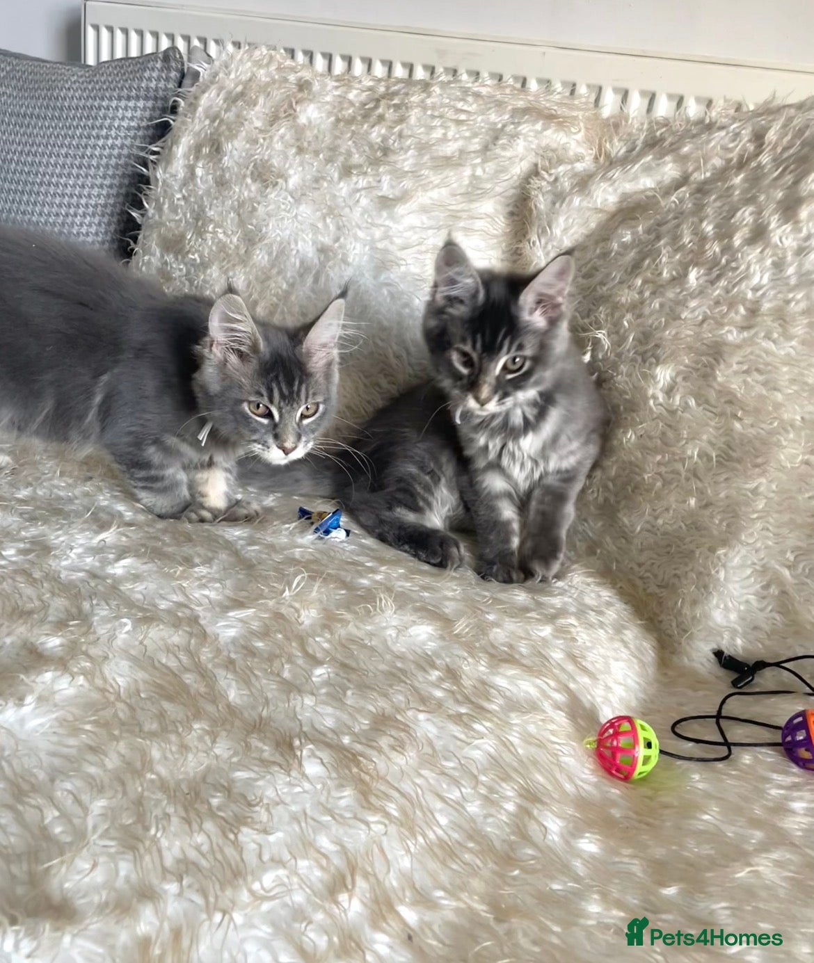 Maine Coon cats TICA Registered Maine Coon Kittens  - Advert 1
