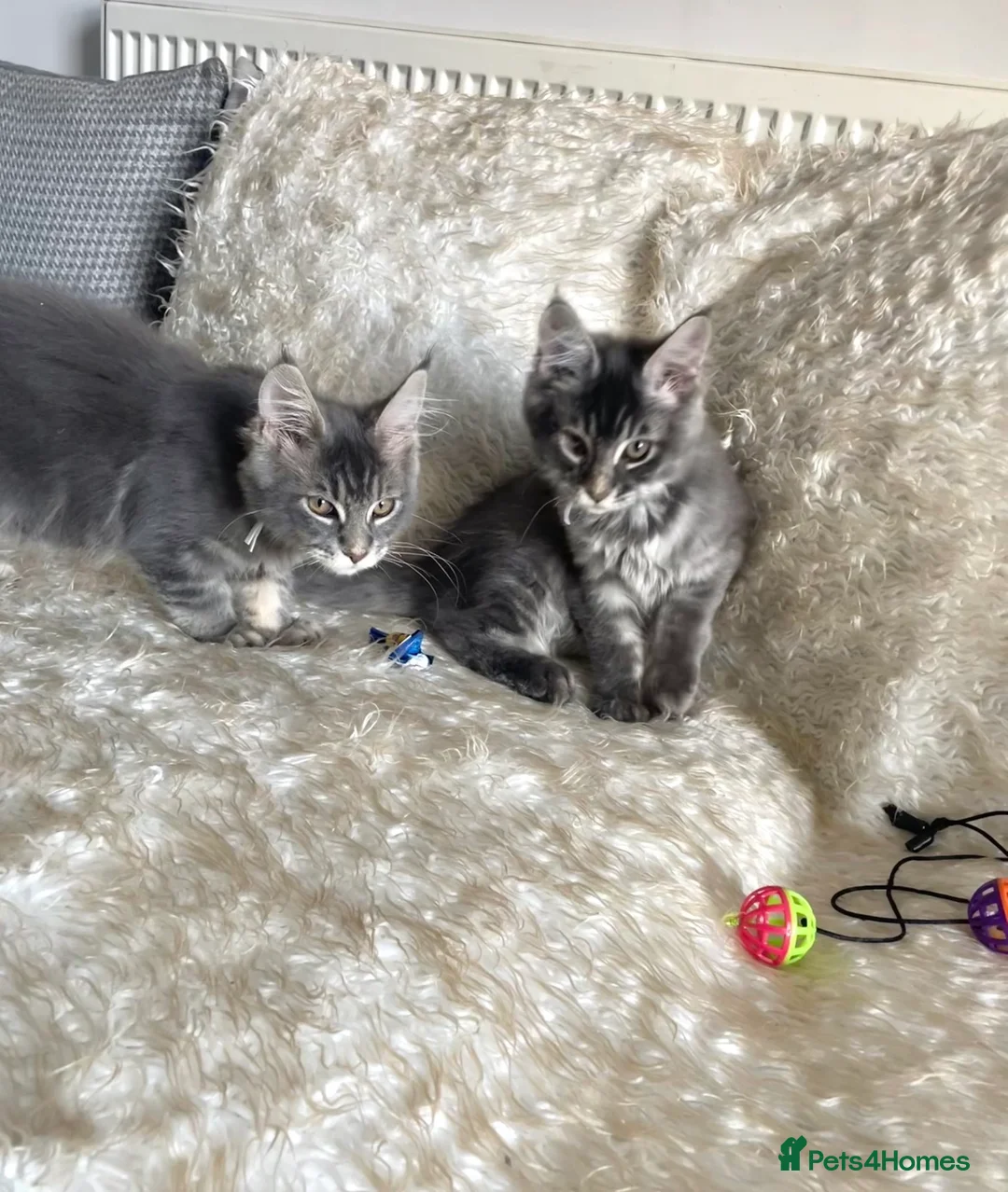 Maine Coon cats for sale: TICA Registered Maine Coon Kittens  - Advert 1