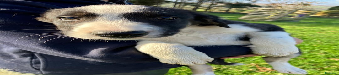 Border Collie Puppy 1