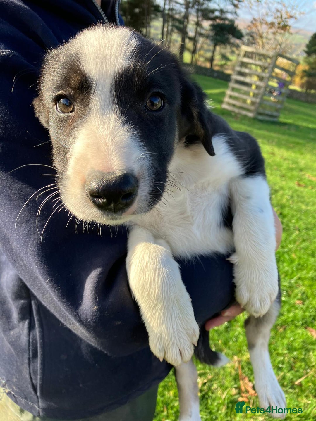 Border Collie dogs for sale: Beautiful Border Collie Puppies - Image 3