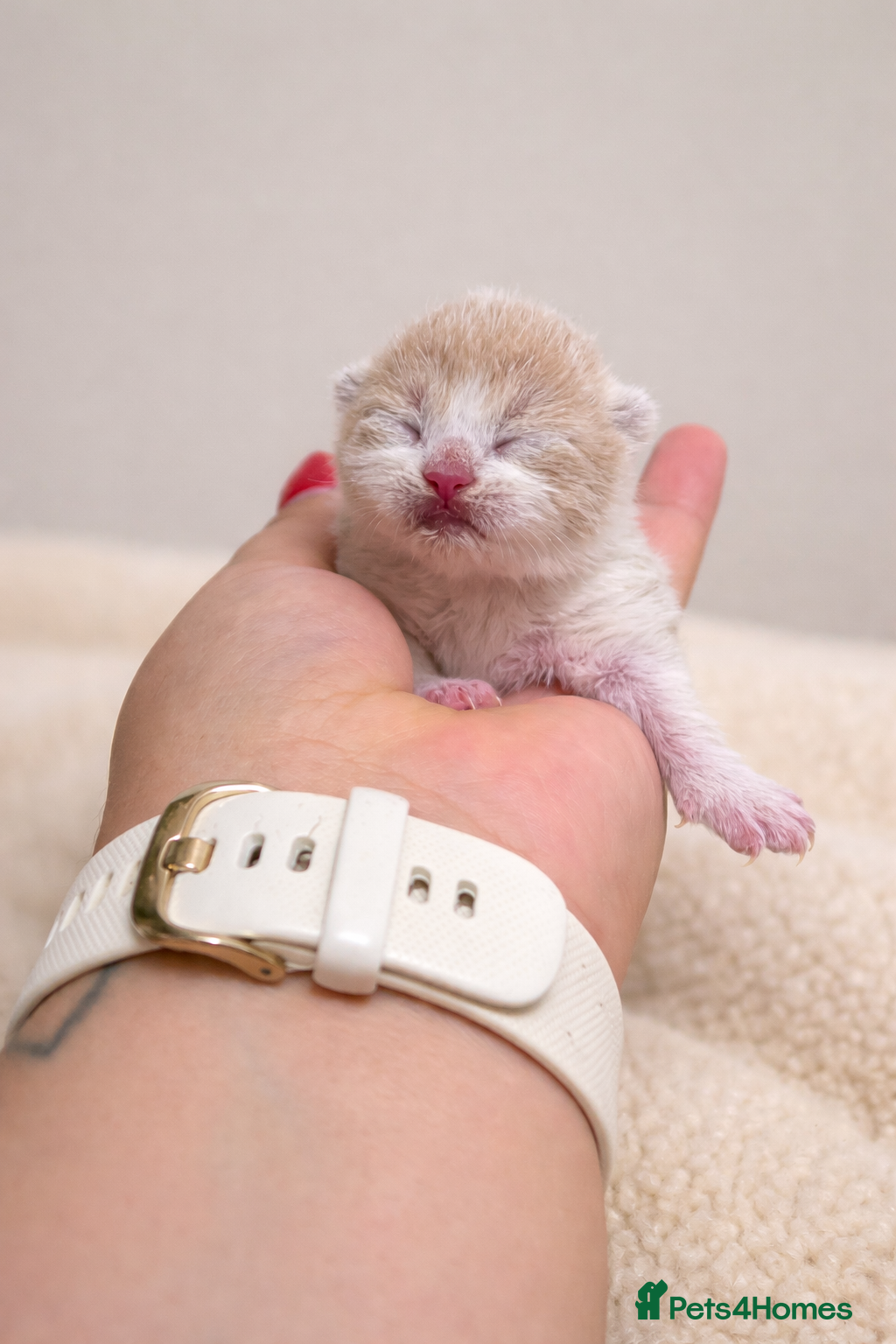 British Shorthair cats 🌟Exceptional quality British shorthair kittens🌟  - Advert 2