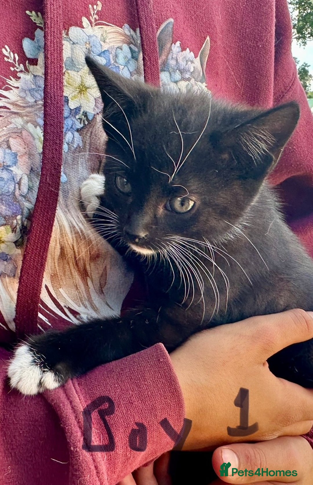 British Shorthair cats for sale: Adorable Black and White Kittens (mixed breed) - Image 22