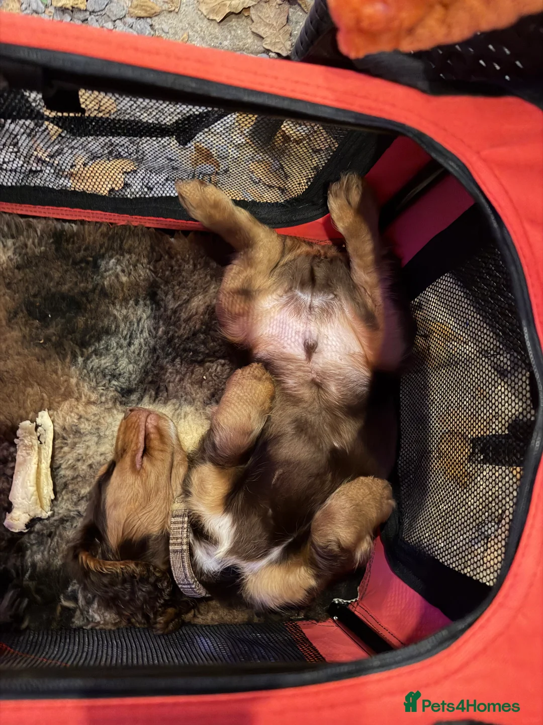 Cocker Spaniel dogs for sale: Cocker Spaniel Puppy - Rolo  - Advert 14