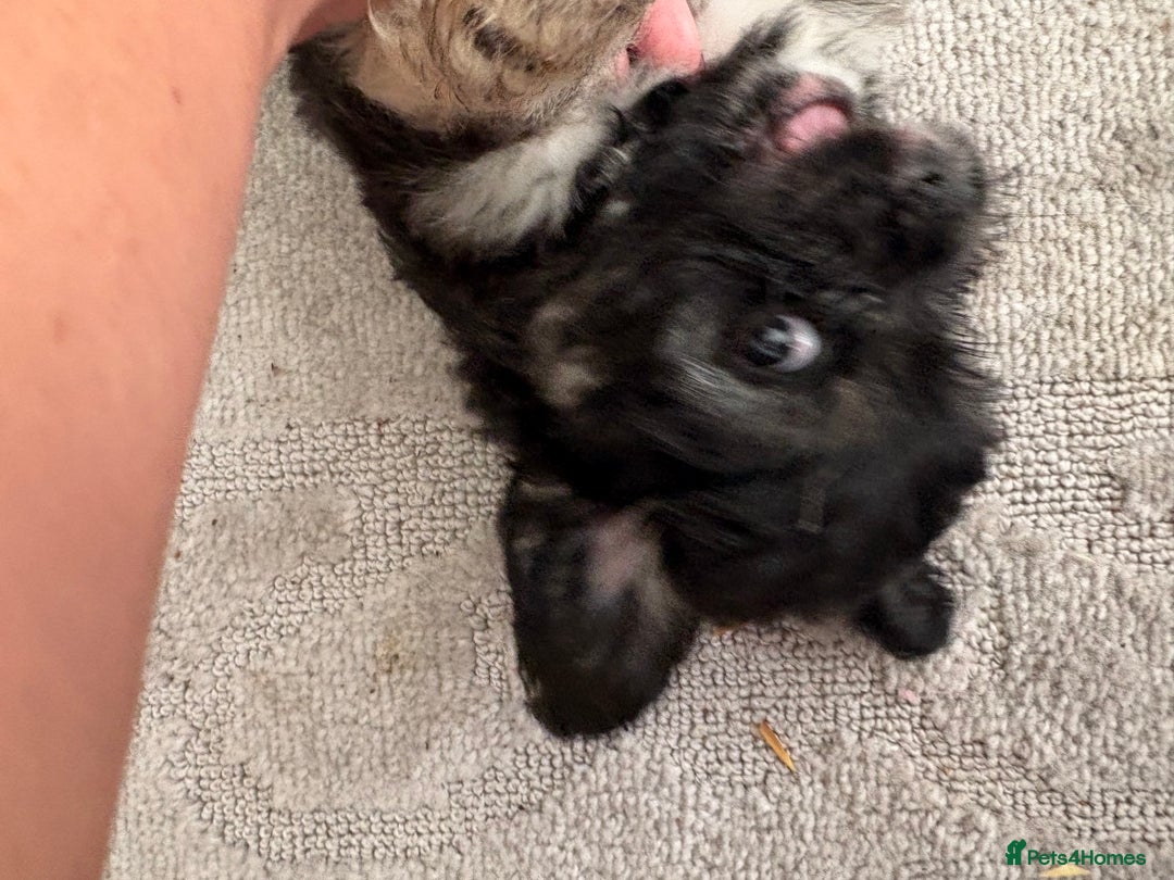 Mixed Breed dogs for sale: Beautiful Froodle pups dad pink carrier - Image 12