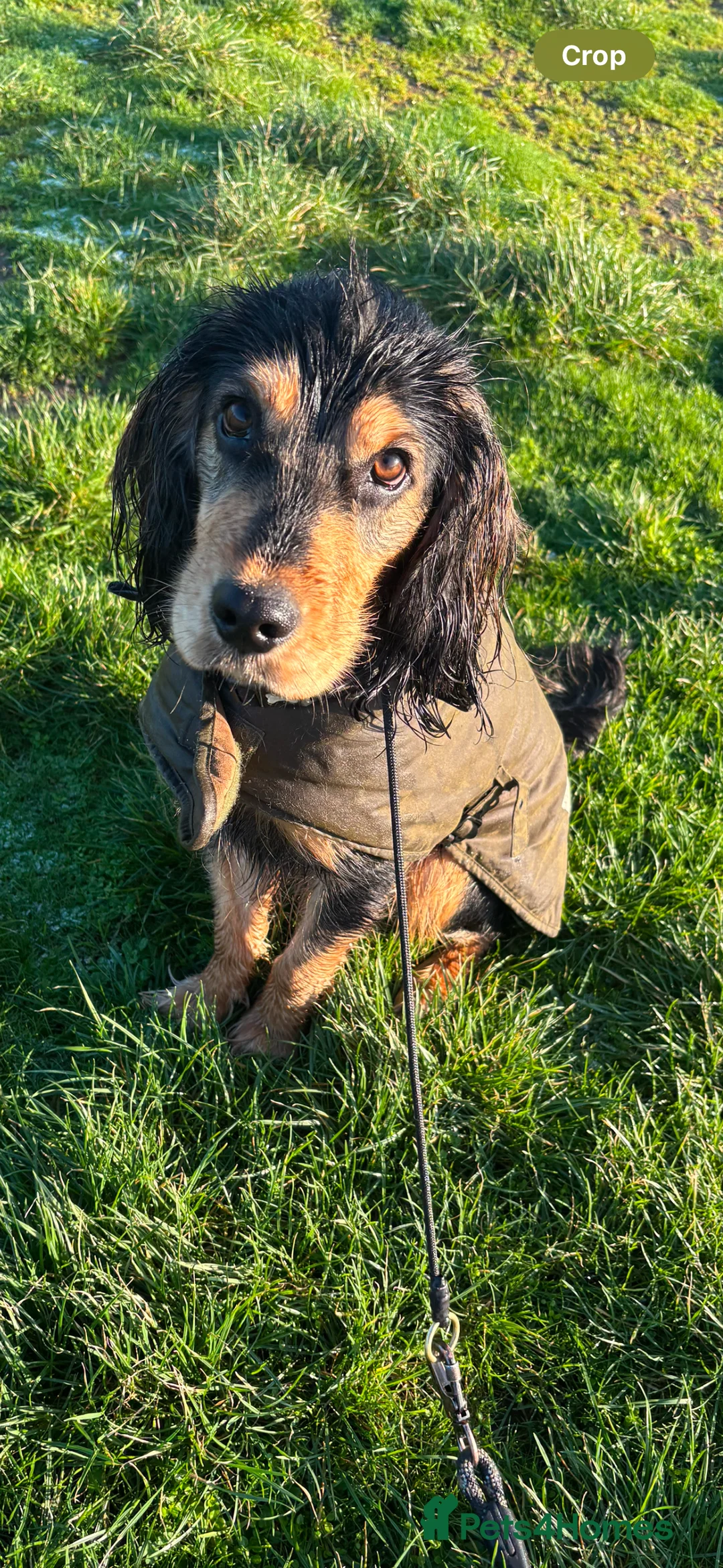 Cockerdor dogs for sale: Hector 2 year old Cockerdor  - Advert 20