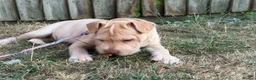 Mixed Breed dogs for sale: Beautiful baby girl  - Advert 7