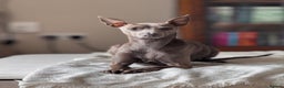 Italian Greyhound dogs for sale: Italian Greyhound 1.5 years old - Advert 3