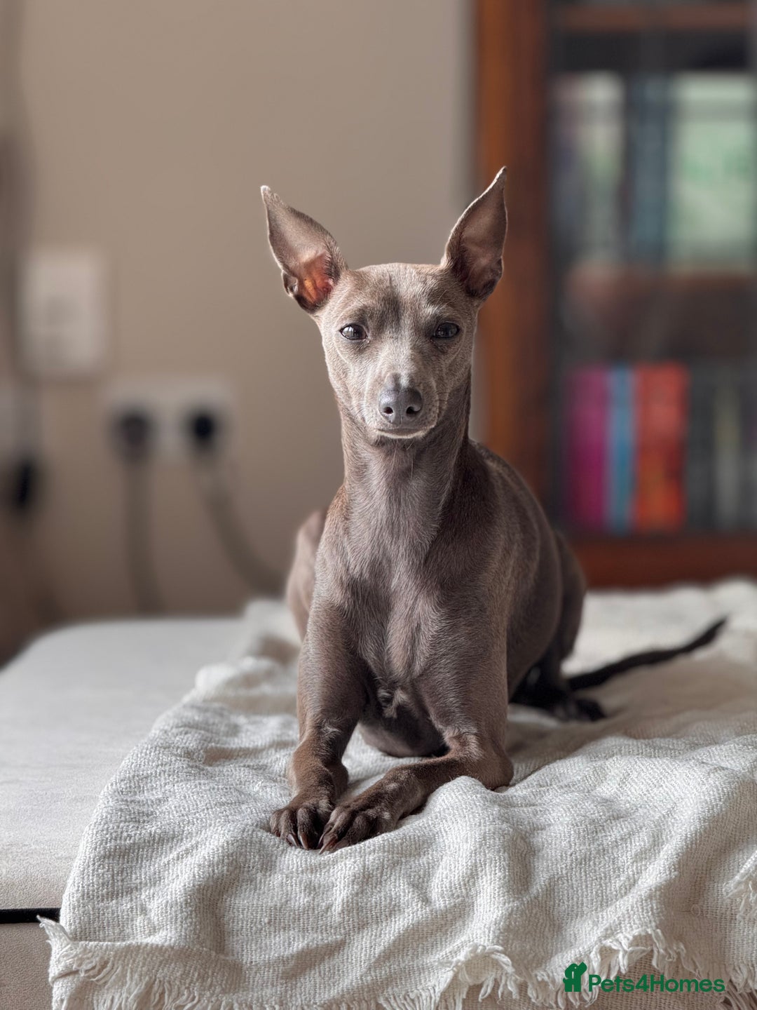 Italian Greyhound dogs for sale: Italian Greyhound 1.5 years old - Advert 3
