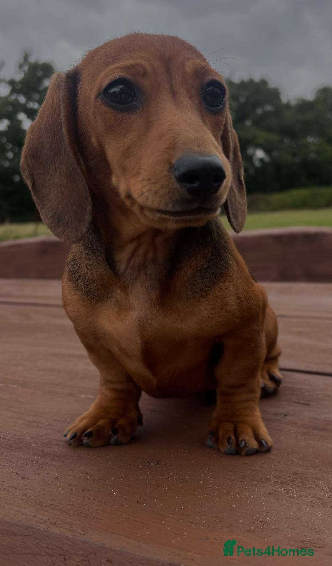 Dachshund dogs for sale: CHAMPION LINE KC REG MINI DACHSHUND GIRLS  - Image 28