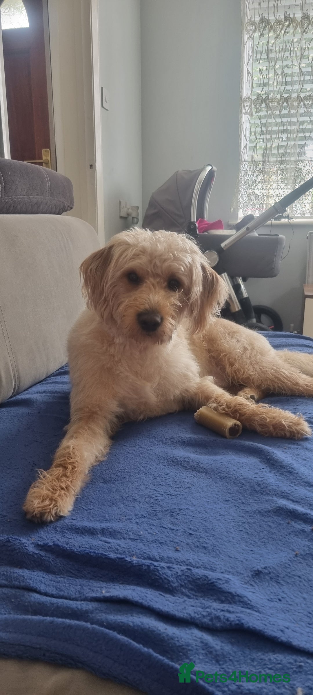 Labradoodle dogs for stud: Labradoodle for Stud – Light Brown, Friendly Boy - Image 2