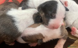 English Bull Terrier dogs for sale: English bull terrier puppy’s  - Image 4