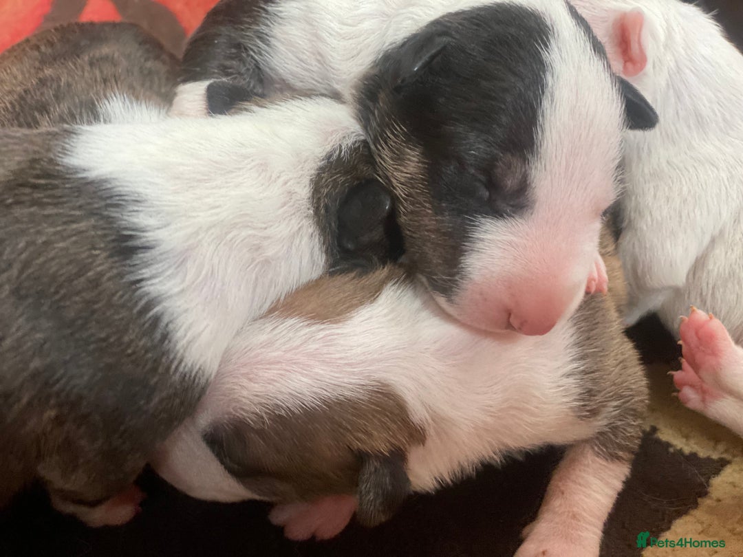 English Bull Terrier dogs for sale: English bull terrier puppy’s  - Image 4