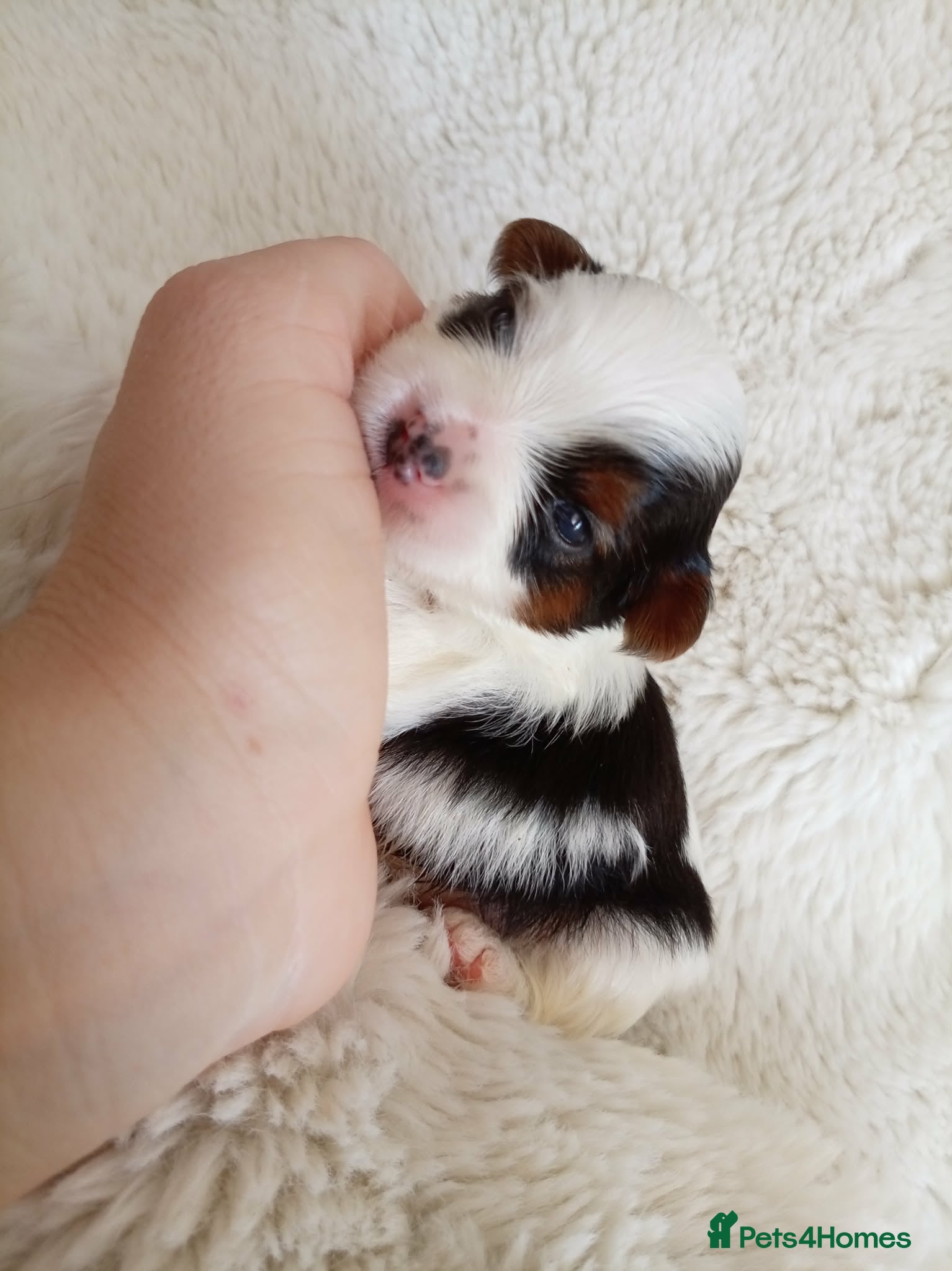 Biewer Terrier dogs 🐕Yorkshire terrier- Luxury Colors🤍🧡🖤🤎 - Advert 1