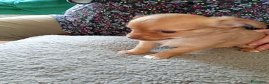 Chihuahua 2