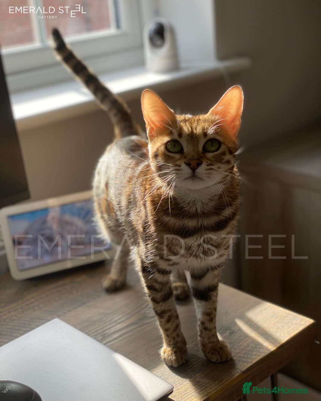 Bengal cats for sale: Pure Pedigree TICA Early Generation Bengal - Advert 28