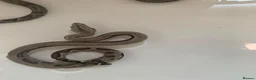 Boa Snake reptiles for sale: Baby boa constrictors for loving homes - Advert 9