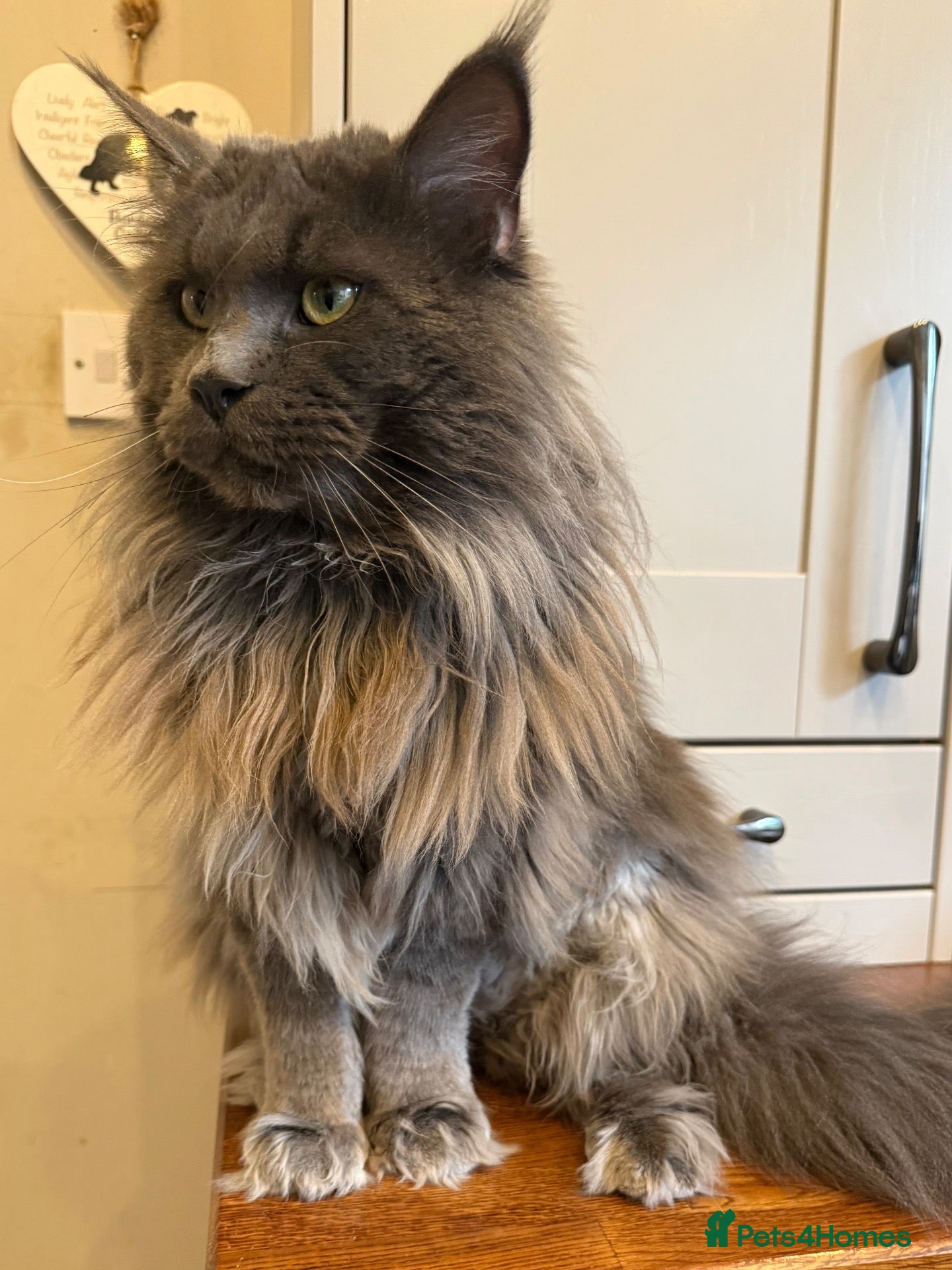 Maine Coon cats TICA Registered Maine Coon-Stud Service - Advert 2