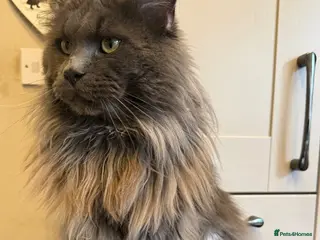 Maine Coon cats TICA Registered Maine Coon-Stud Service - Advert 2