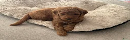 Mixed Breed dogs for sale: Multigen Double Doodle - Advert 4