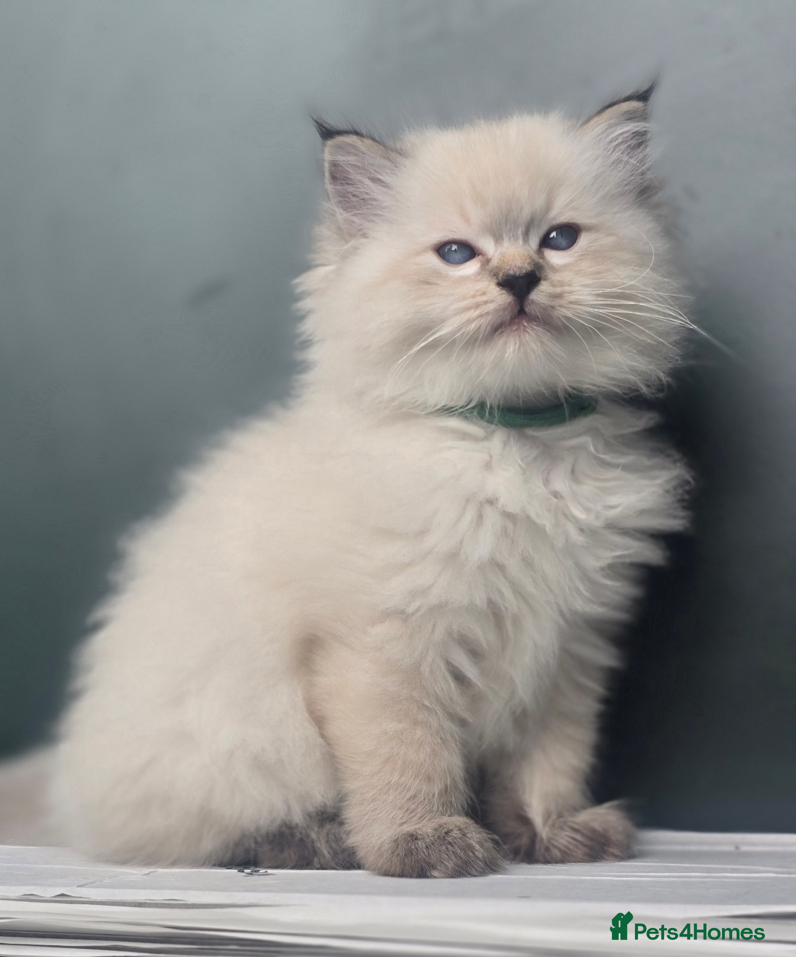 Ragdoll cats 🐾 TICA Beautiful Ragdoll Kittens - 2 Boys 🐾 - Advert 2