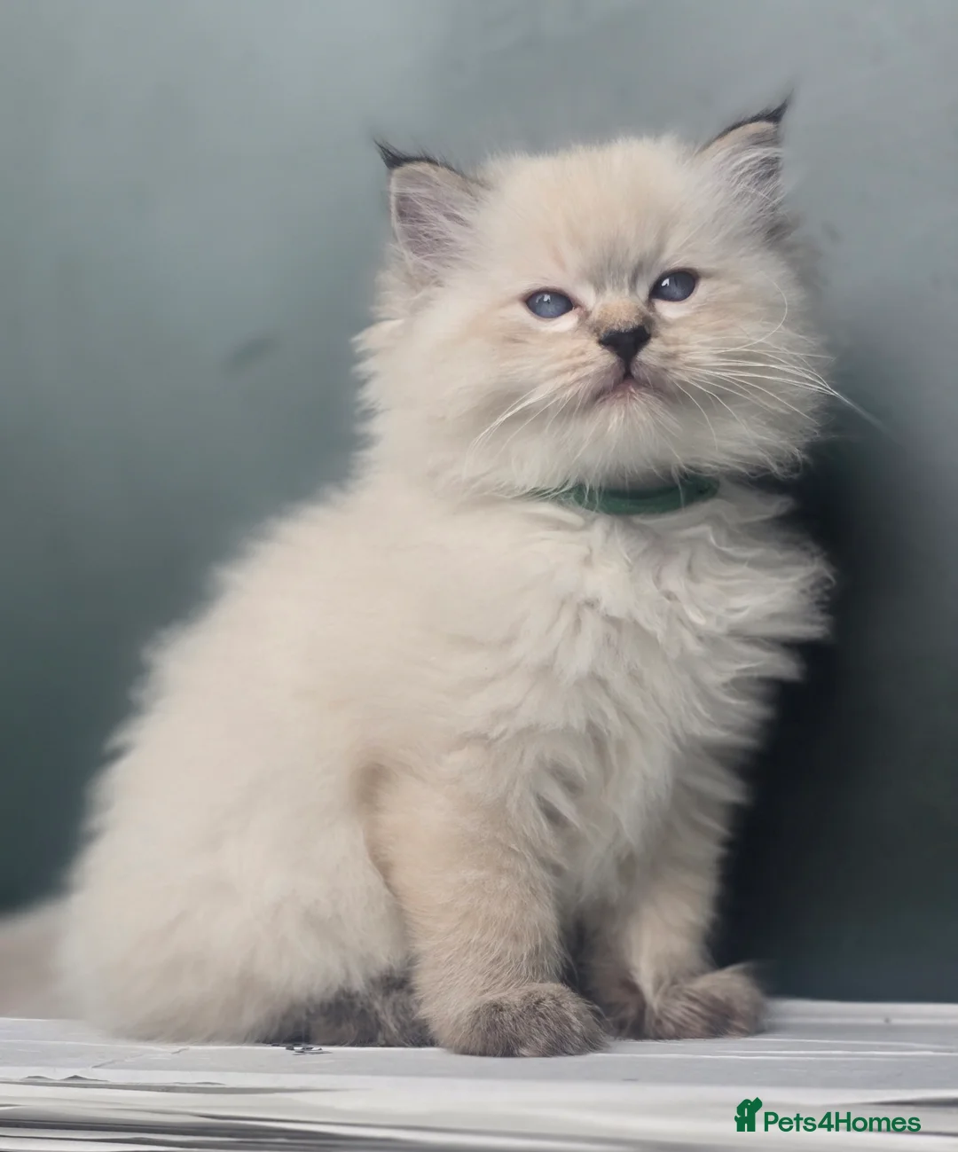 Ragdoll cats for sale: 🐾 TICA Beautiful Ragdoll Kittens - 2 Boys 🐾 - Advert 2