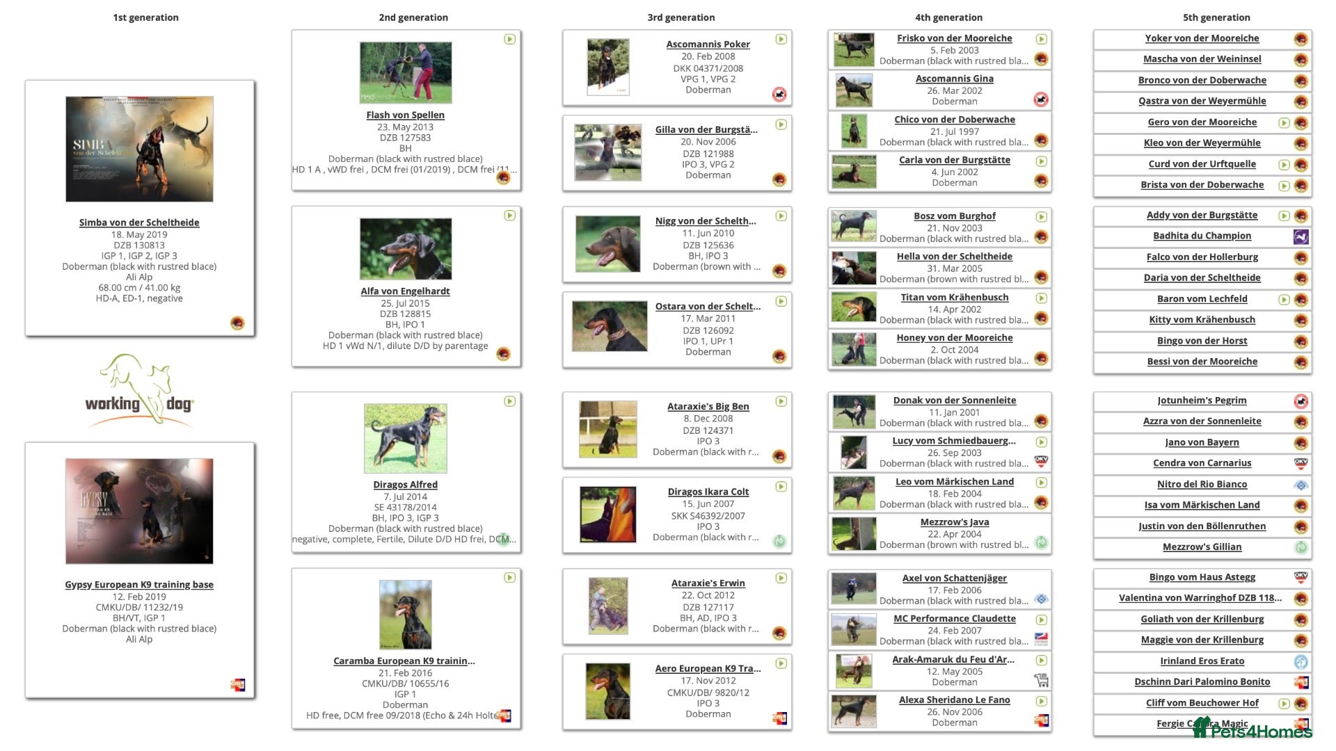 Dobermann dogs KC reg, Fully Health Tested Parents, 0% inbreeding - Advert 2