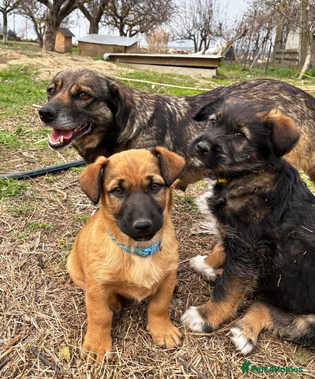 Mixed Breed dogs for adoption: BLUE, a Lovely Puppy Boy - for a Loving Home in Nottingham - Advert 30