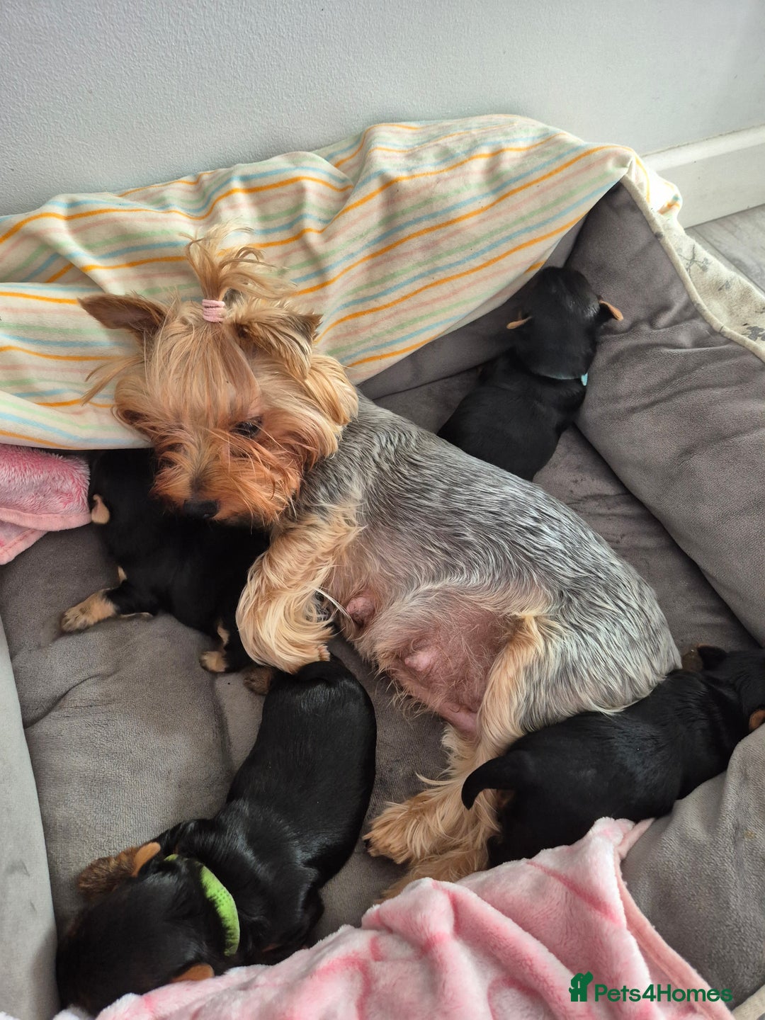 Yorkshire Terrier dogs for sale: Adorable Yorkie Puppies Ready for Loving Homes - Image 7