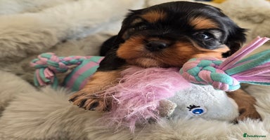 Cavalier King Charles Spaniel dogs - Advert 3