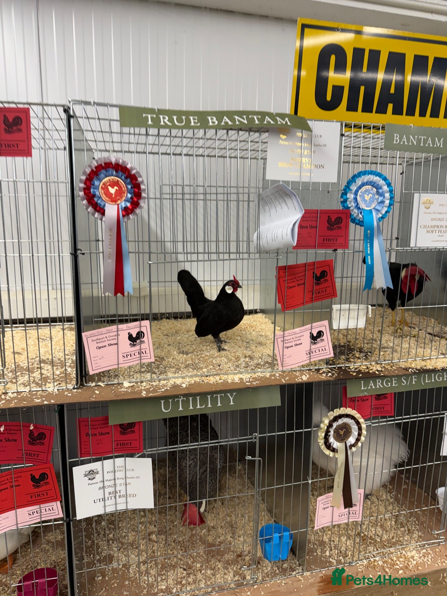 Chickens poultry for sale: Exhibition Rosecomb bantams - Advert 1
