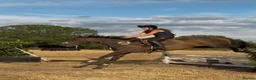 English Thoroughbred horses for sale: Super safe teenagers dream  - Advert 2