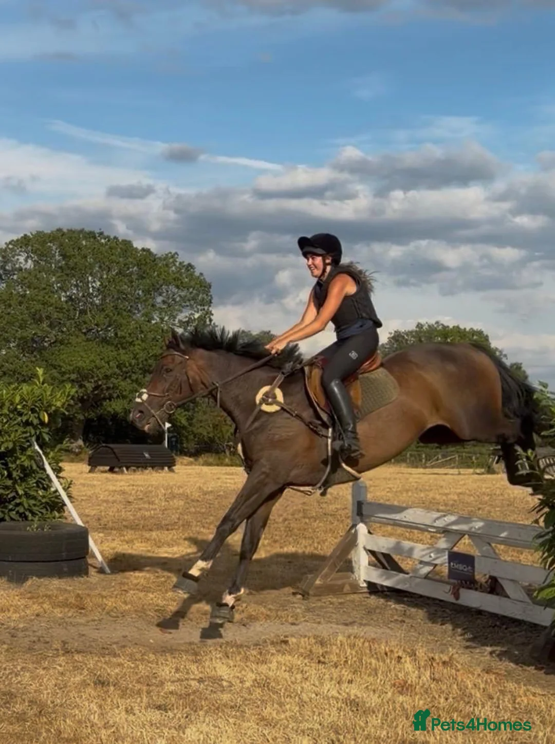 English Thoroughbred horses for sale: Super safe teenagers dream  - Advert 2