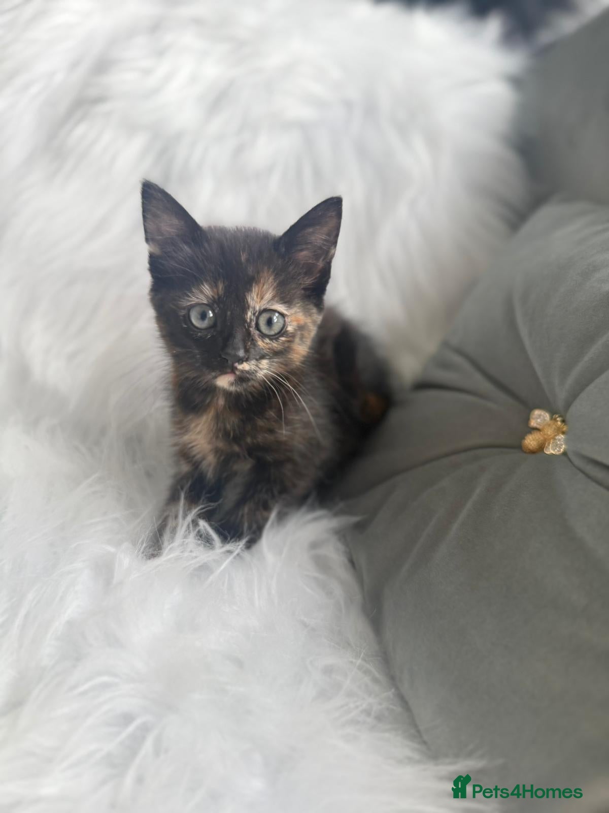 Mixed Breed cats for sale: Bengal x - Advert 5