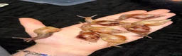 Snails invertebrates for sale: Giant African land snails ready for homes!  - Advert 3