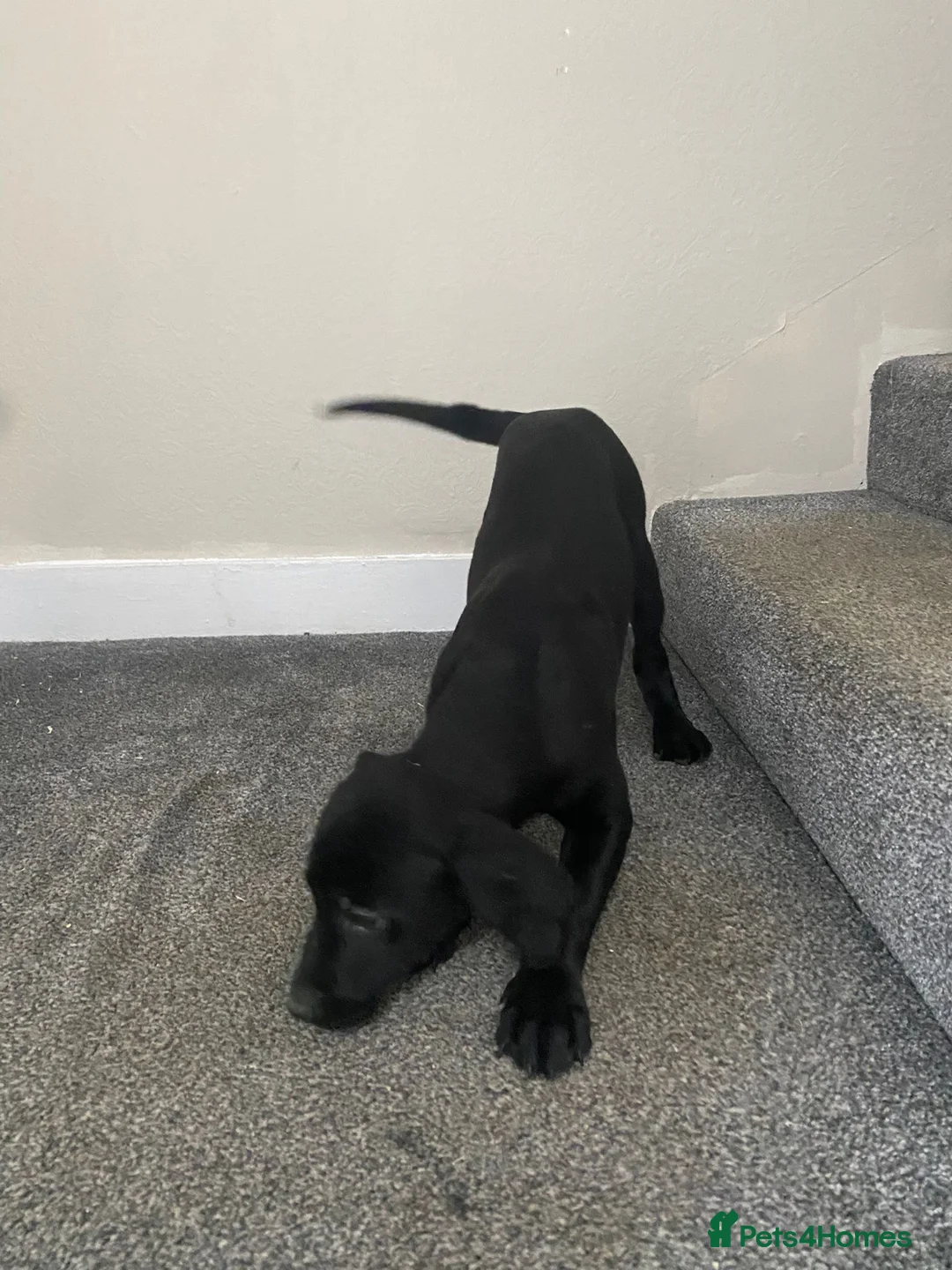 Labrador Retriever dogs for sale: Labrador puppies - Advert 5