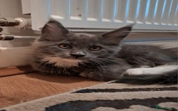 Maine Coon cats for sale: Purebred Maine Coon Kittens–Champion Bloodlines 🐾 - Image 1