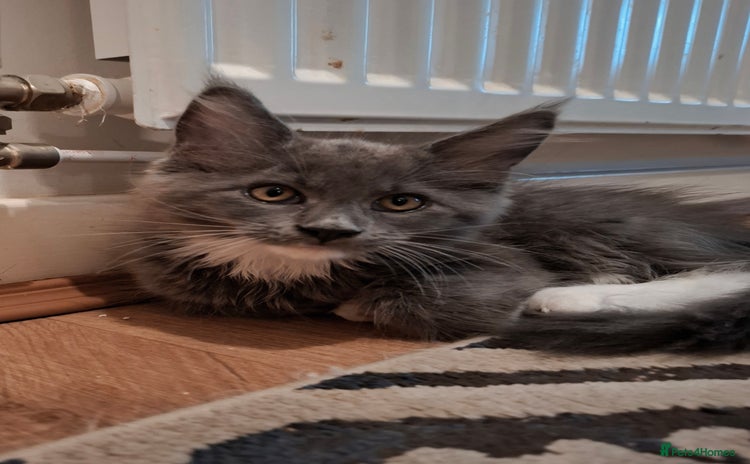 Maine Coon cats - Advert 12